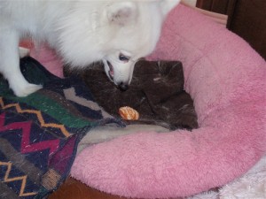 これだよっ！これっ！