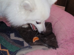 わはははは、みかんだっ！