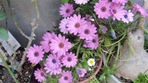 伊藤家　その３