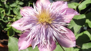 伊藤家　その４