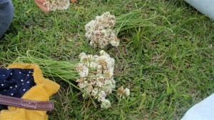 秋ケ瀬公園　２