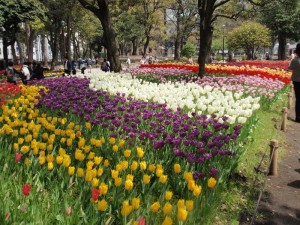 チューリップ