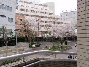 入学式には桜